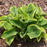 Hosta, Wide Brim Hosta