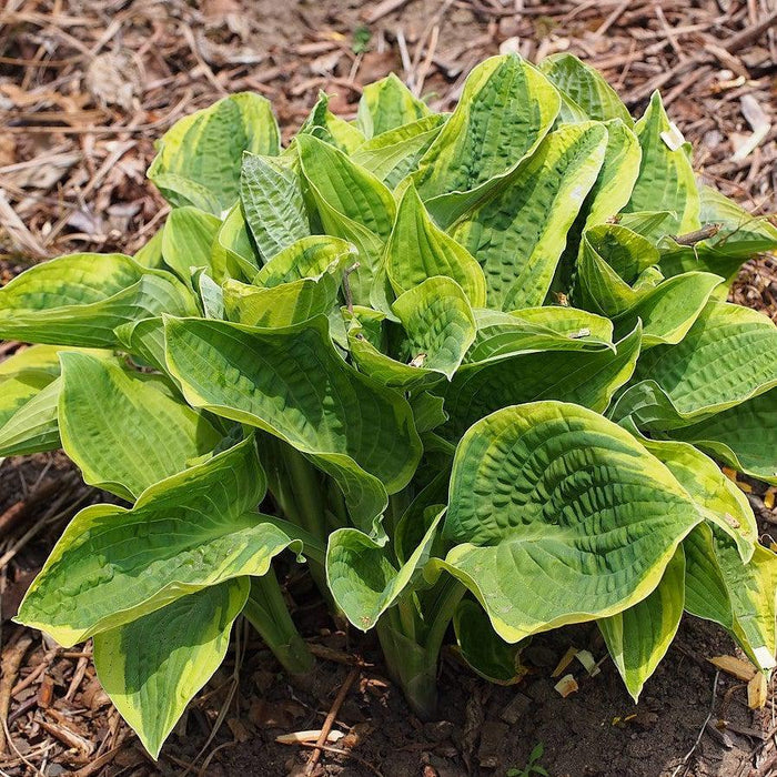 Hosta, Wide Brim Hosta