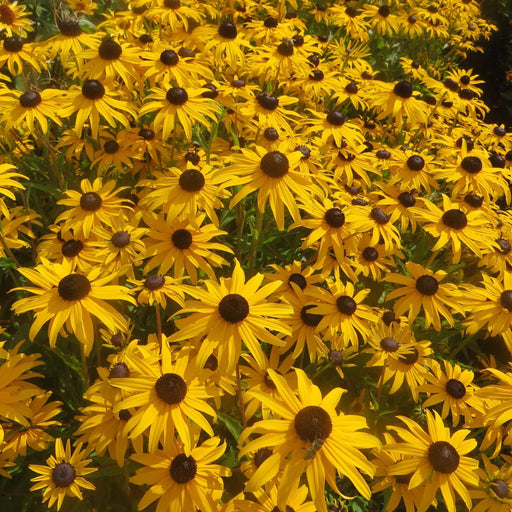 Black Eyed Susan, Gold Blitz Black-Eyed Susan