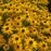 Black Eyed Susan, Gold Blitz Black-Eyed Susan
