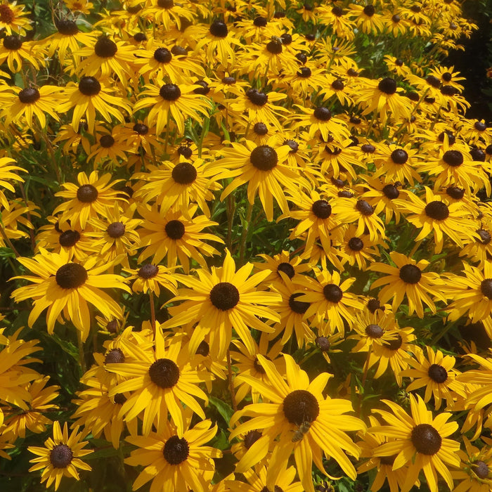 Black Eyed Susan, Gold Blitz Black-Eyed Susan
