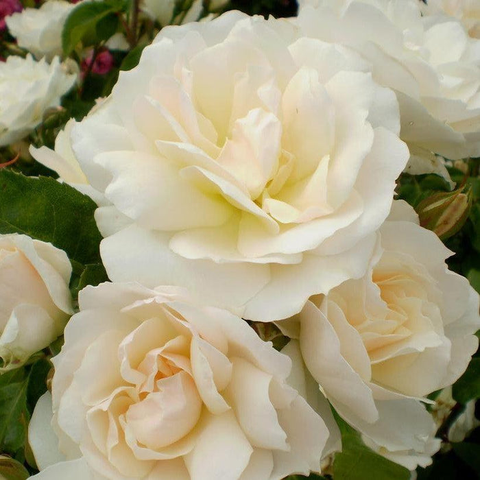 Rose, Champagne Wishes Rose