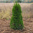 Arborvitae, Emerald Green Arborvitae