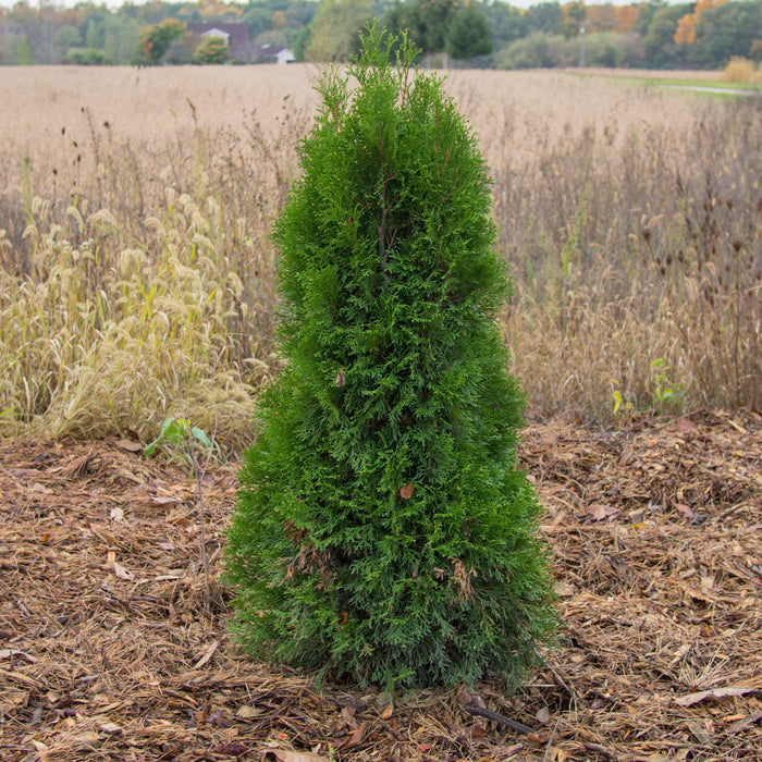 Arborvitae, Emerald Green Arborvitae