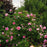 ROSA `GERTRUDE JEKYLL`