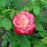Rose, Double Delight Rose