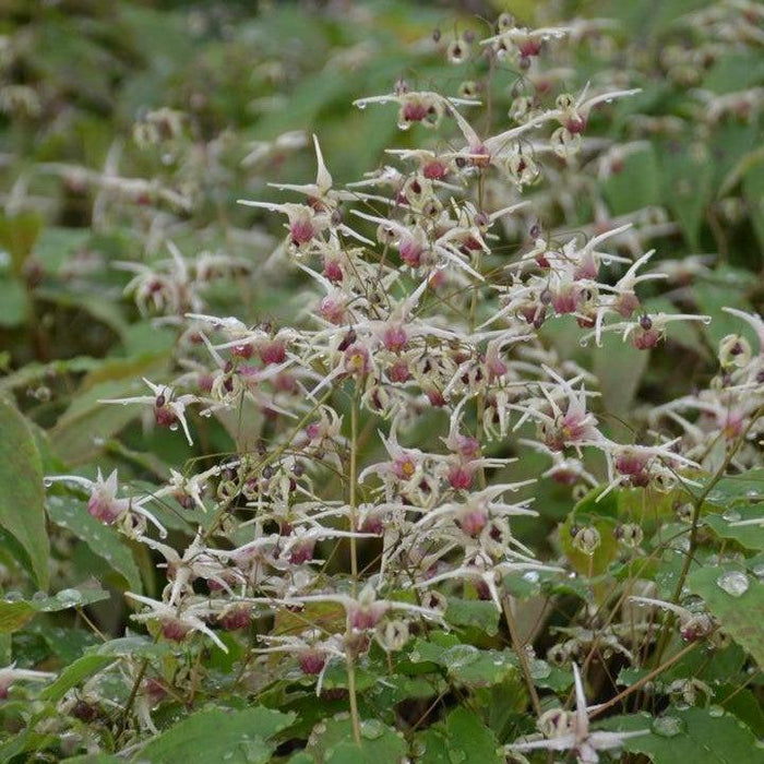 Bishop's Hat, Domino Barrenwort