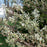 Serviceberry, Shadblow Serviceberry