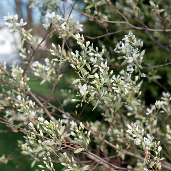 Serviceberry, Shadblow Serviceberry