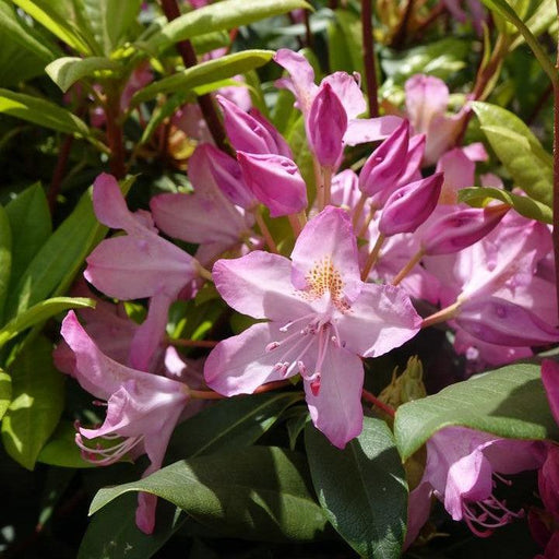 Rhododendron, Independence Rosebay Rhododendron