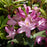 Rhododendron, Independence Rosebay Rhododendron