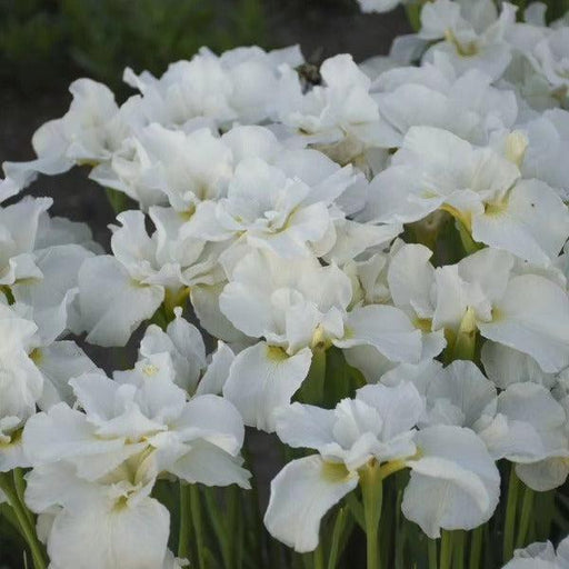 Iris, Swans In Flight Siberian Iris