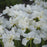 Iris, Swans In Flight Siberian Iris