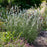 Lavender, Exceptional™ Lavender