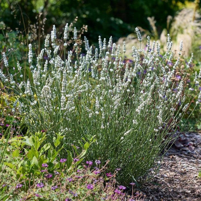 Lavender, Exceptional™ Lavender