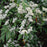 Cotoneaster, Willowleaf Cotoneaster