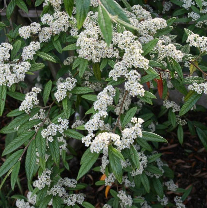 Cotoneaster, Willowleaf Cotoneaster