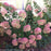 Hydrangea, Proven Winners® Little Lime® Hydrangea