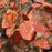 Serviceberry, Shadblow Serviceberry