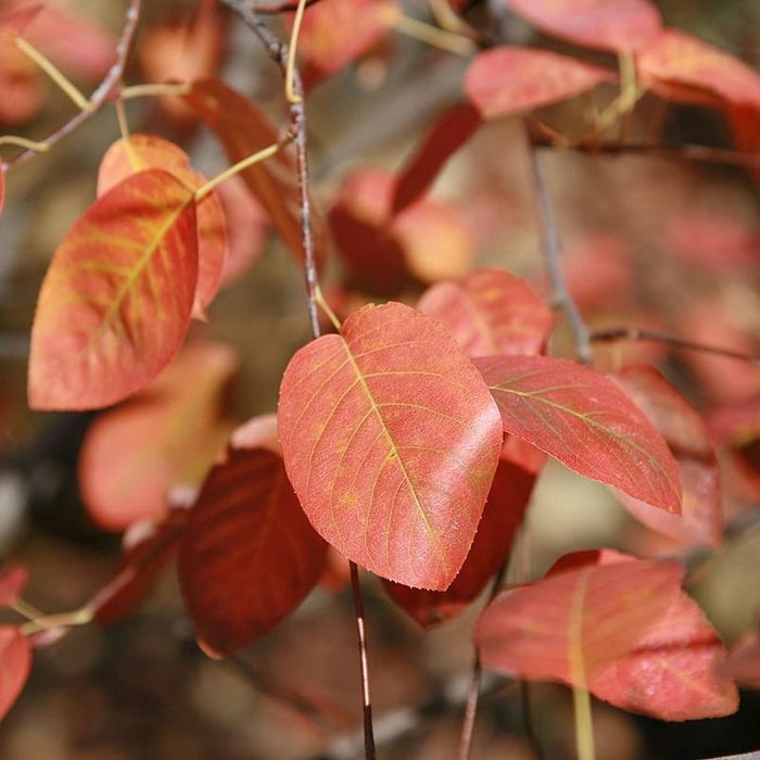 Serviceberry, Shadblow Serviceberry