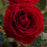 Rose, Cherrytini Rose