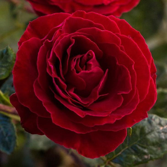 Rose, Cherrytini Rose