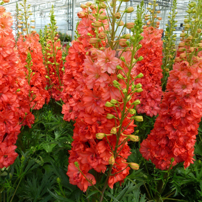 Delphinium, Red Lark Delphinium