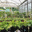 Hosta, Island Breeze Hosta