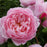 Rose, The Alnwick® Rose