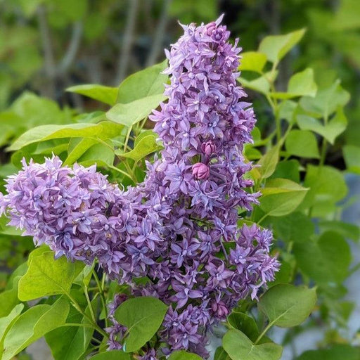 Lilac, Royal Purple Lilac