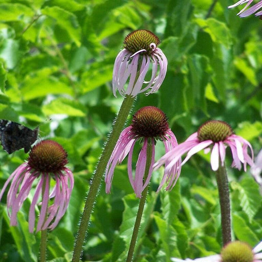 Coneflower, Pale Purple Coneflower