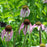 Coneflower, Pale Purple Coneflower