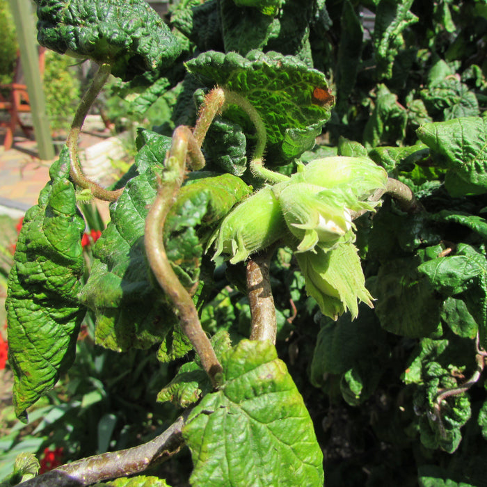Contorted Filbert Fall Color Corylus avellana 'Contorta' - Contorted Filbert, Harry Lauder’s Walkin ...