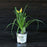 Daylily, Primal Scream Daylily