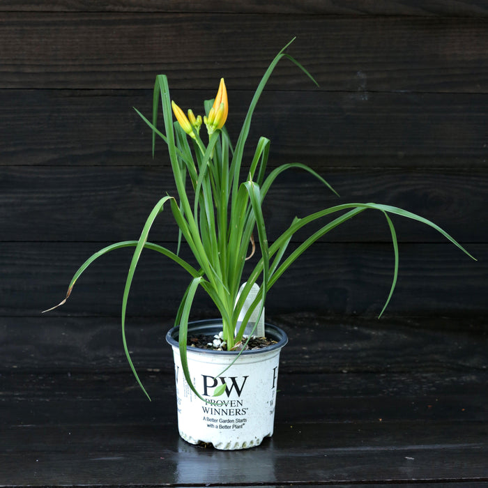 Daylily, Primal Scream Daylily