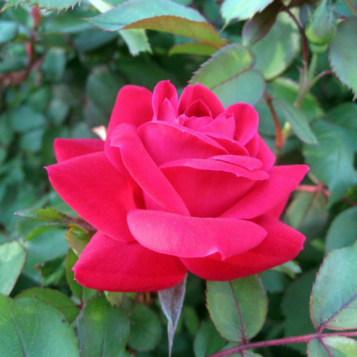 Rose, Double Knock Out® Rose