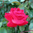 Rose, Double Knock Out® Rose