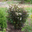 Ninebark, Diablo® Ninebark