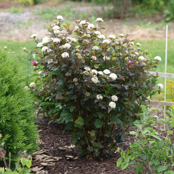 Ninebark, Diablo® Ninebark