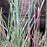 Grass, The Blues Little Bluestem