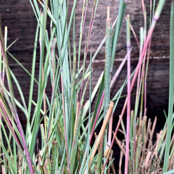 Grass, The Blues Little Bluestem
