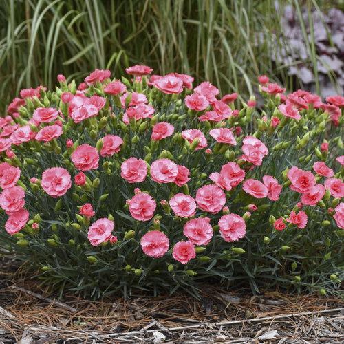 Dianthus, Fruit Punch® Classic Coral Dianthus