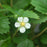 Strawberry, Alexandra Alpine Strawberry
