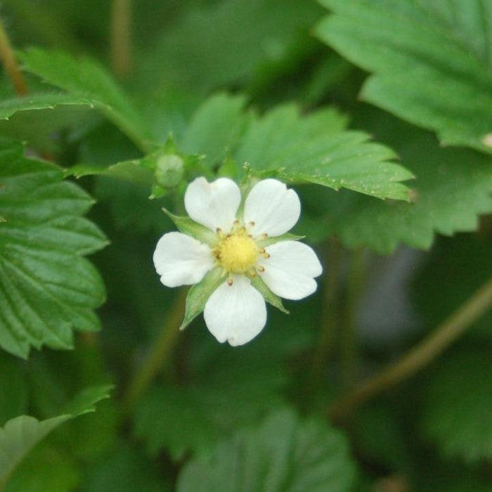 Strawberry, Alexandra Alpine Strawberry