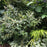 Leucothoe fontanesiana 'ReJoyce'  - ReJoyce Leucothoe