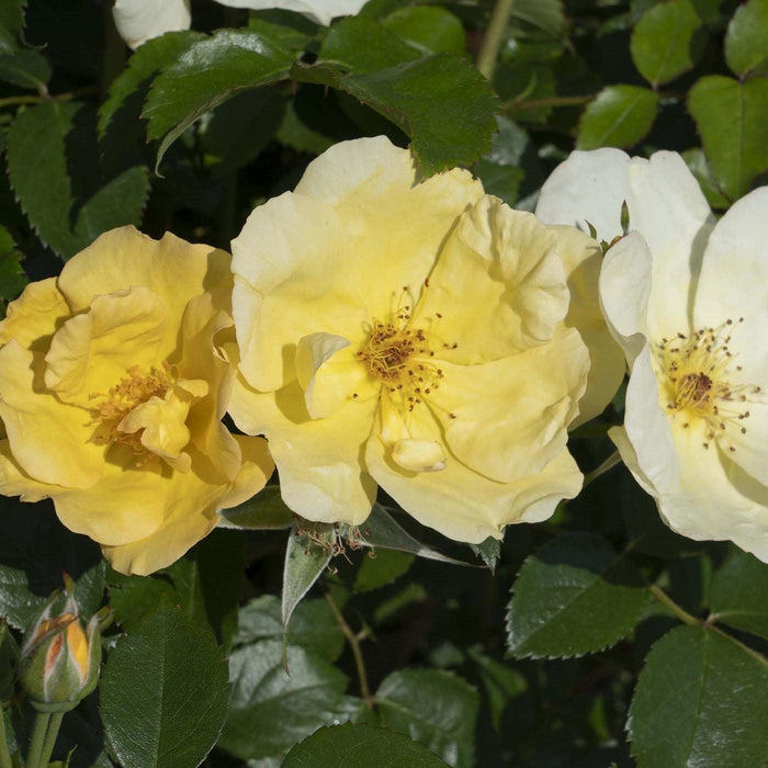 Rose, Easy Bee-zy™ Knock Out® Rose