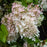 Hydrangea, Bloomin' Easy® Torch™ Hydrangea