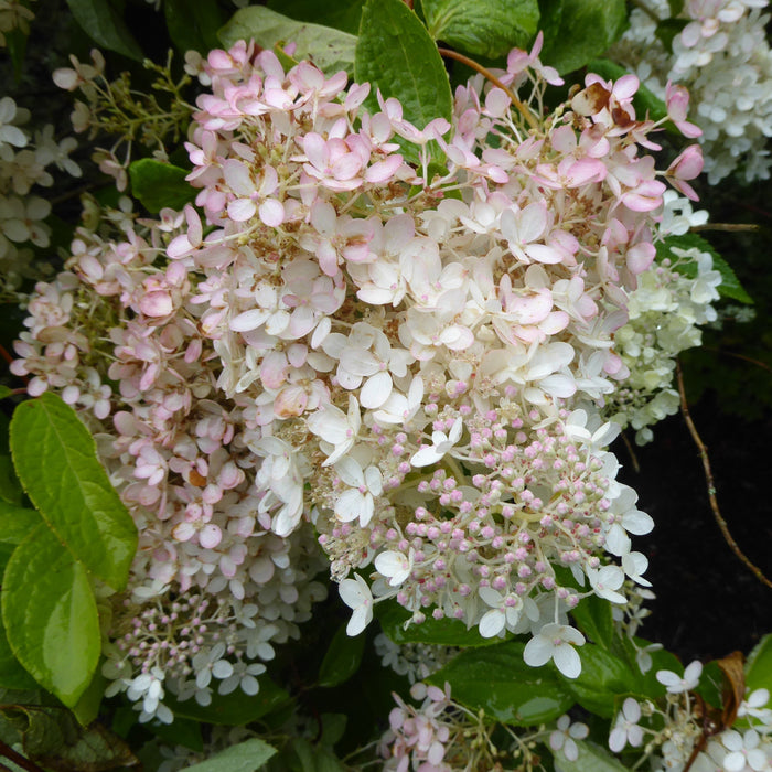 Hydrangea, Bloomin' Easy® Torch™ Hydrangea