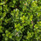 Boxwood, Baby Gem Boxwood