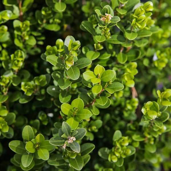 Boxwood, Baby Gem Boxwood